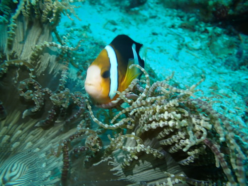 Clark's Anemonefish — seen at this dive site