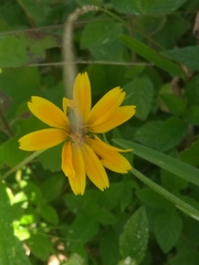 Asteraceae