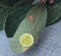 Andricus pattersonae