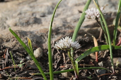 Allium brandegeei