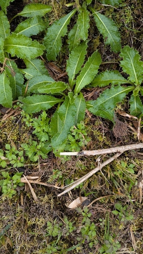 Image of Leontodon rigens by no rights reserved