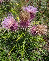 Ptilostemon echinocephalus