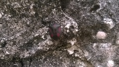 Brachystethus rubromaculatus