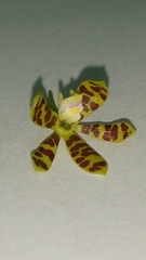 Prosthechea boothiana