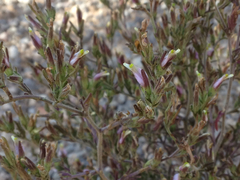 Cordylanthus parviflorus