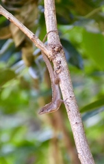 Anolis jubar oriens