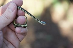 Thamnophis proximus orarius
