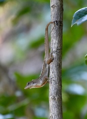 Anolis jubar oriens