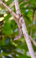 Anolis jubar oriens