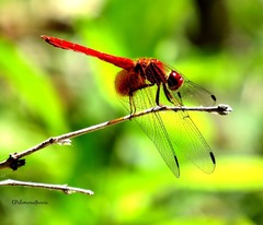 Dythemis maya