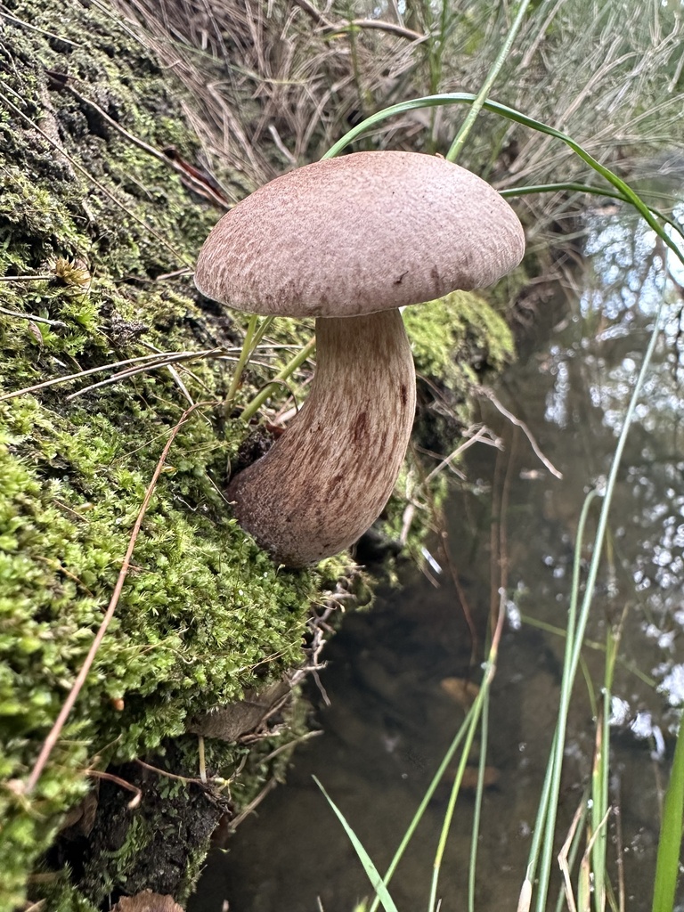 Kgaria cyanogranulifera