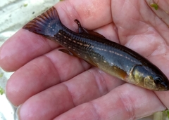 Umbra pygmaea