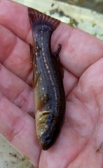 Umbra pygmaea