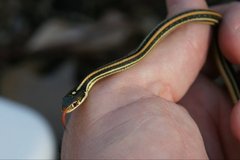 Thamnophis proximus orarius