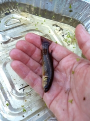 Umbra pygmaea