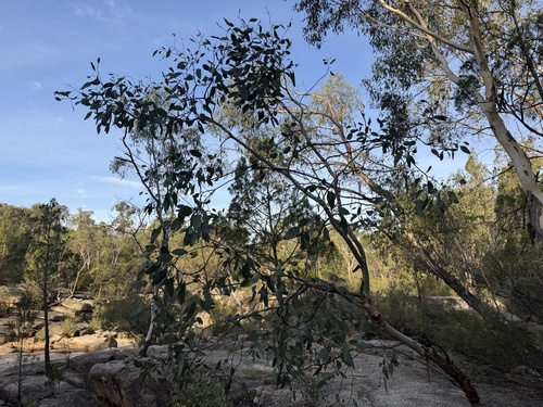Eucalyptus blakelyi, photograph 5