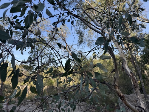Eucalyptus blakelyi, photograph 6