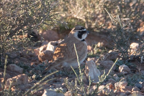 Temminck's Lark (Eremophila bilopha), photo 6
