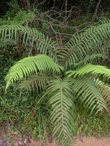 Knysna Wood Fern (Amauropelta knysnaensis)