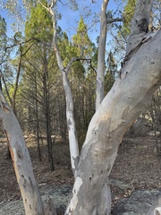 Eucalyptus blakelyi, photograph (c) Caleb Catto, some rights reserved (CC BY)