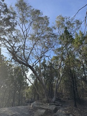Eucalyptus blakelyi, photograph (c) Caleb Catto, some rights reserved (CC BY)