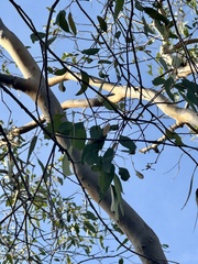 Eucalyptus blakelyi, photograph (c) Caleb Catto, some rights reserved (CC BY)