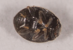 Stethorus punctum