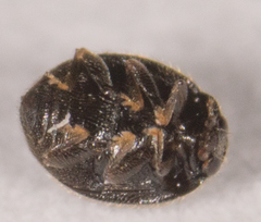 Stethorus punctum