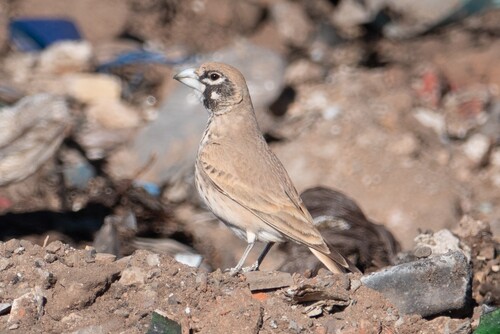 Thick-billed Lark (Ramphocoris clotbey), photo 6