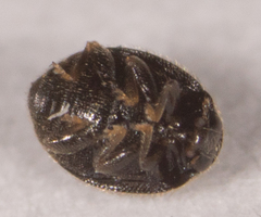 Stethorus punctum