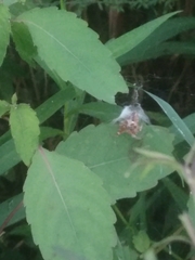 Metepeira labyrinthea