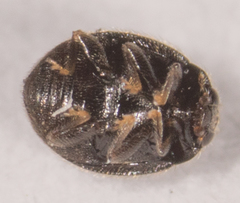 Stethorus punctum