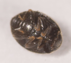 Stethorus punctum