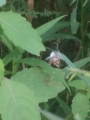 Metepeira labyrinthea