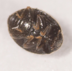 Stethorus punctum