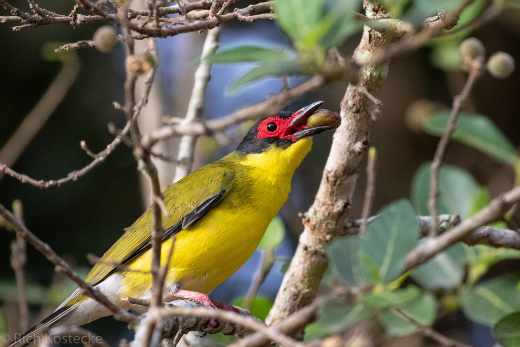 Figbirds