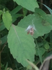 Metepeira labyrinthea