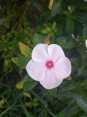 Catharanthus roseus
