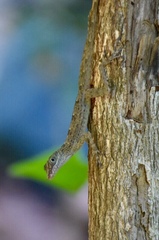 Anolis argenteolus