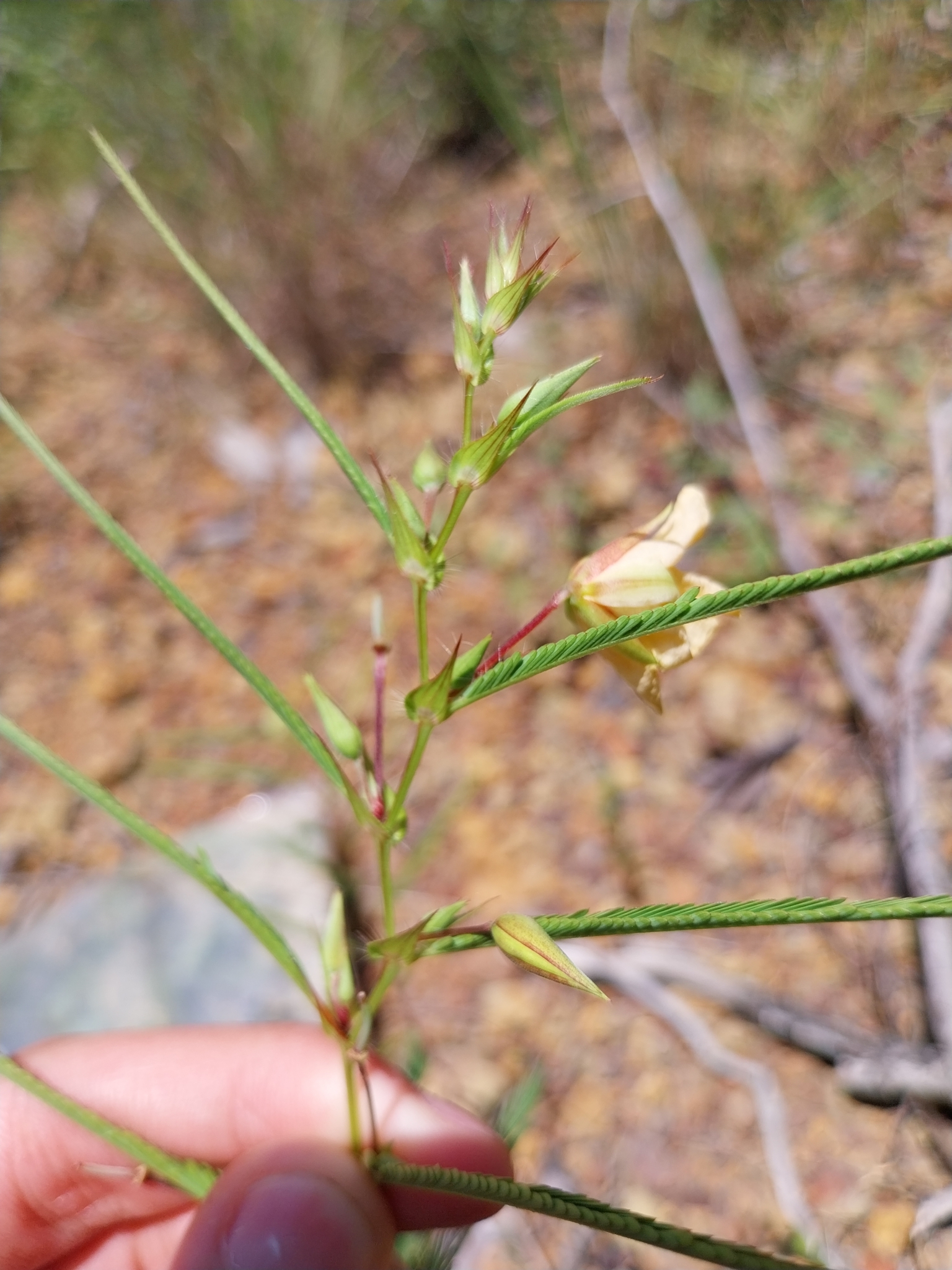 Chamaecrista flexuosa