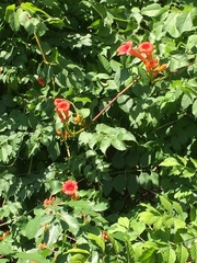 Campsis radicans