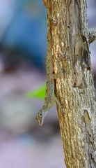 Anolis argenteolus