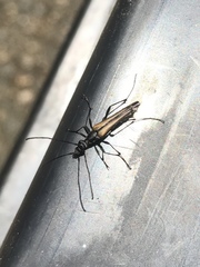 Strangalia acuminata