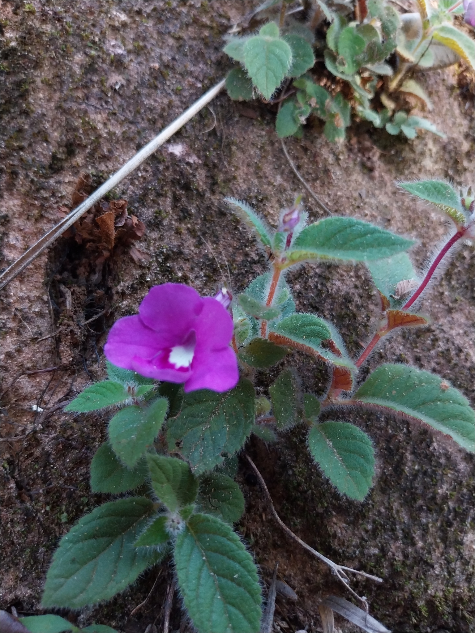 Mandirola rupestris