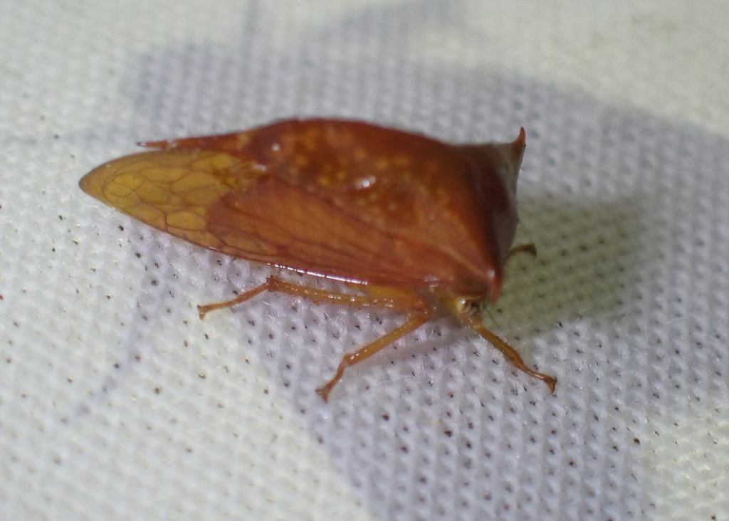Ceresa amazonica