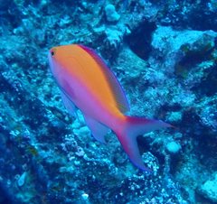 Nemanthias bicolor