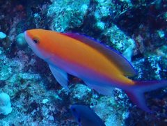 Nemanthias bicolor