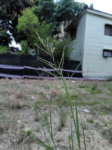 Chinese Sprangletop (Dinebra chinensis)