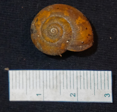Mesomphix perlaevis
