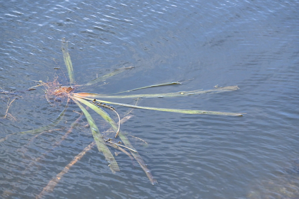 Water Ribbons from Lake Wendouree, Ballarat VIC, Australia on March 9 ...